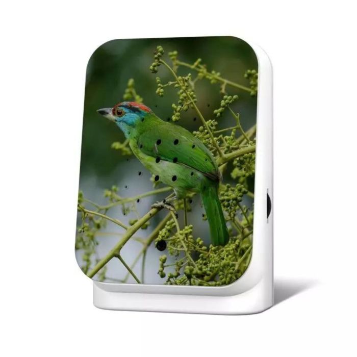 JungleBox Limited Edition FALL '24 - BLUE-THROATED BARBET